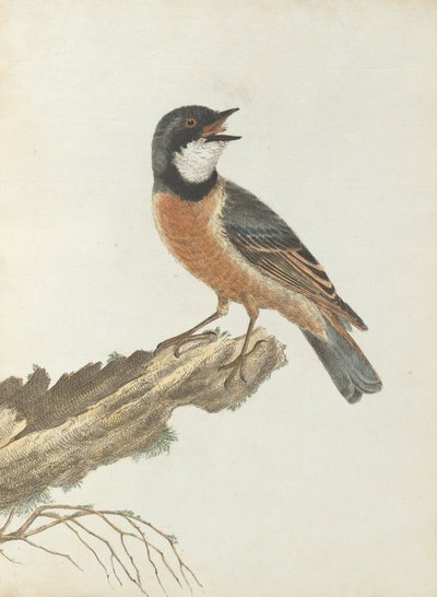 Orangebrustdrossel. Lewin, John. Vögel von New South Wales mit ihrer Naturgeschichte. Sydney: G. Howe von John William Lewin